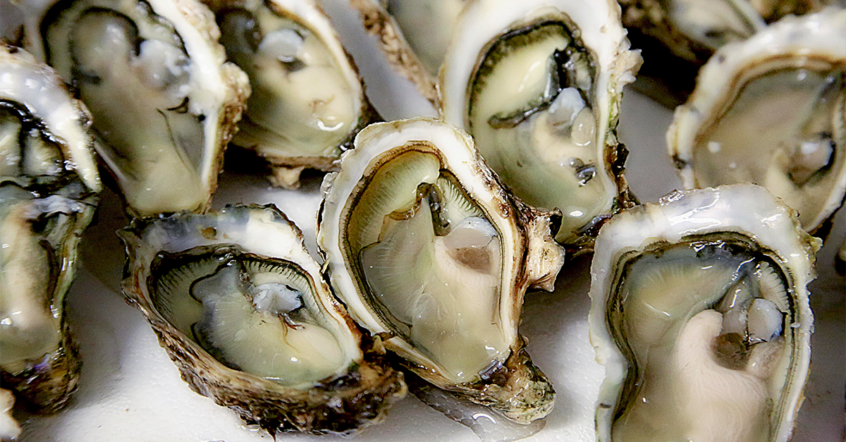 Temporada das Ostras!